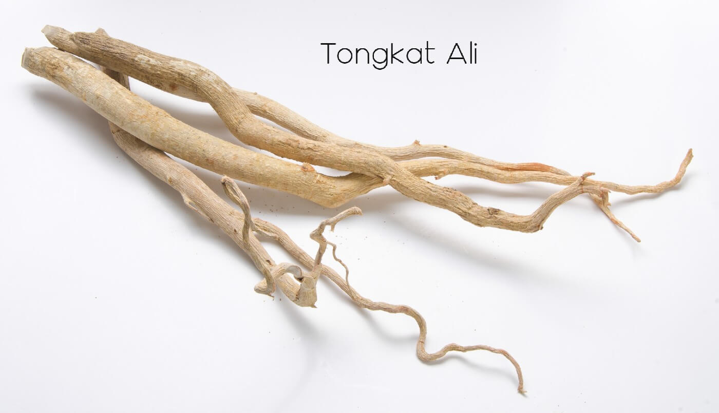 Tongkat ali rot